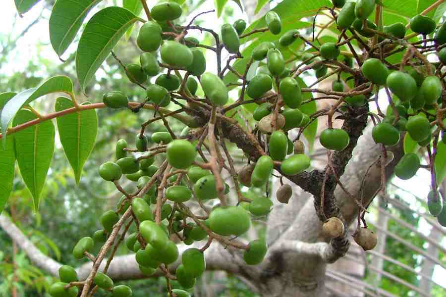 Toxicodendron succedanea